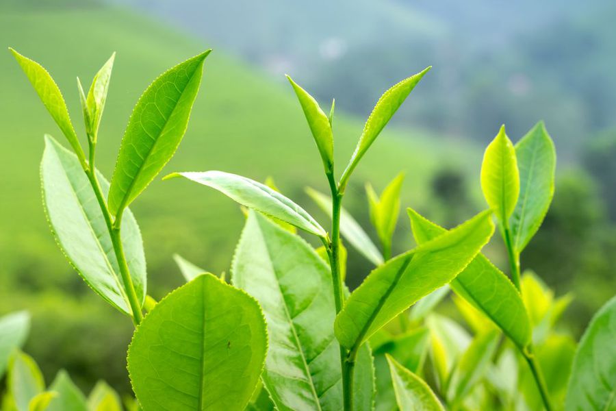 Fresh green tea leaves